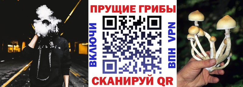Псилоцибиновые грибы прущие грибы  Краснообск 